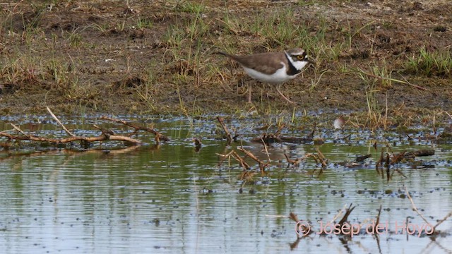 Little Ringed Plover - ML629342119