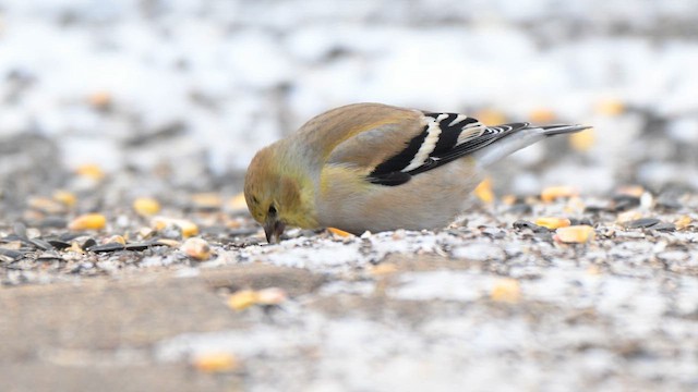 American Goldfinch - ML629342307