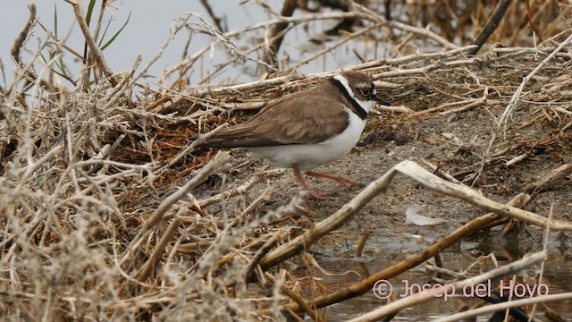 Little Ringed Plover - ML629342384