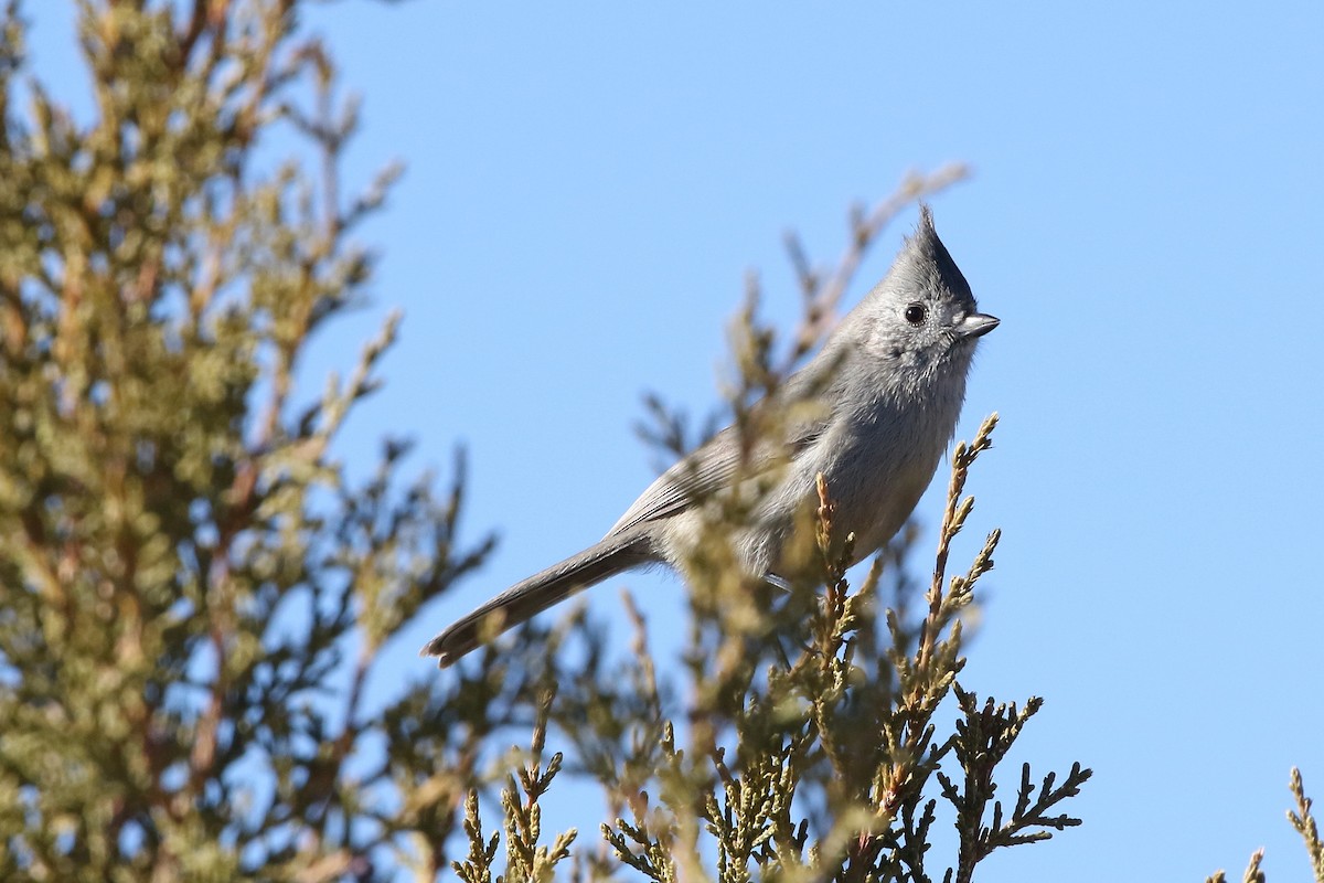 Juniper Titmouse - ML629342477