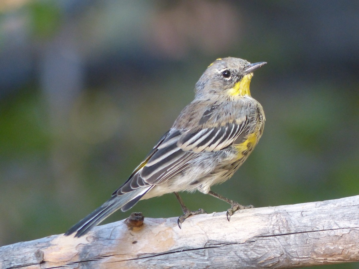 Yellow-rumped Warbler - ML629342544