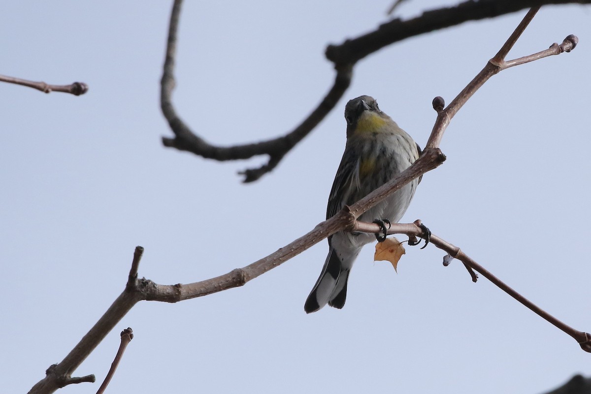 Yellow-rumped Warbler - ML629342697