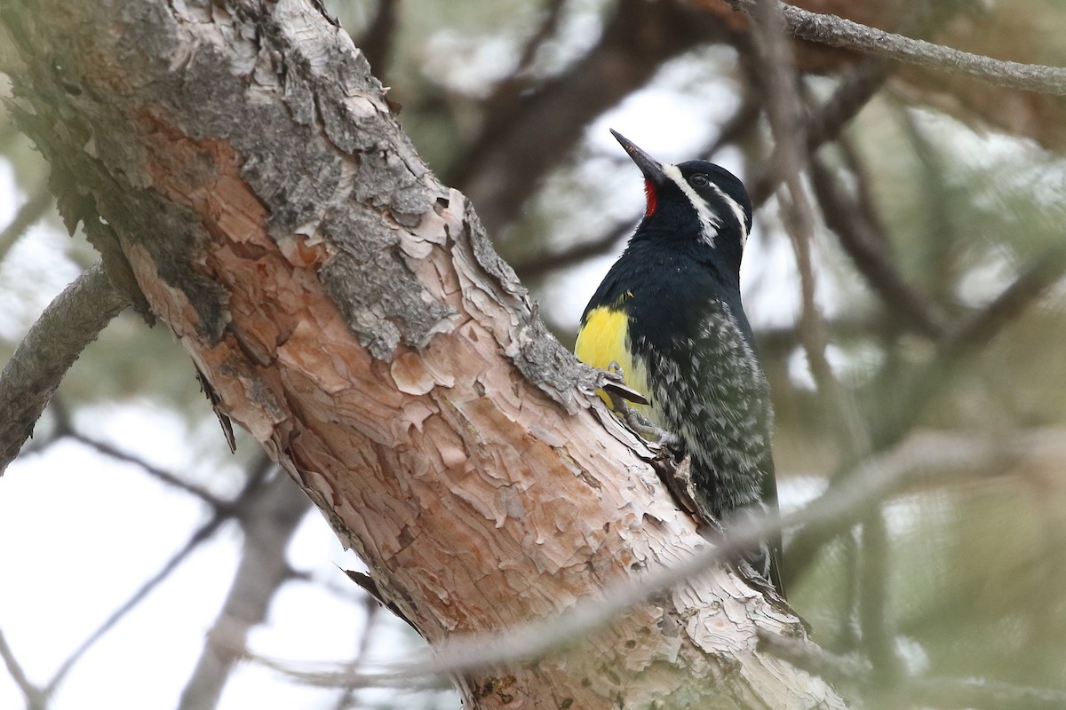 Williamson's Sapsucker - ML629342701