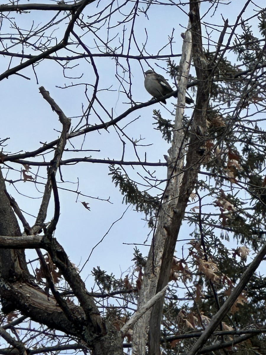 Northern Mockingbird - ML629342854