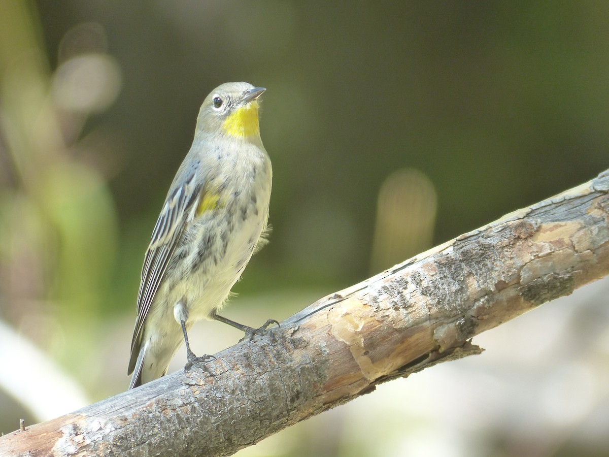 Yellow-rumped Warbler - ML629342883