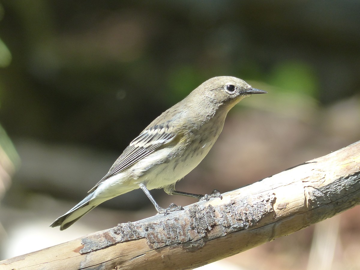 Yellow-rumped Warbler - ML629342885