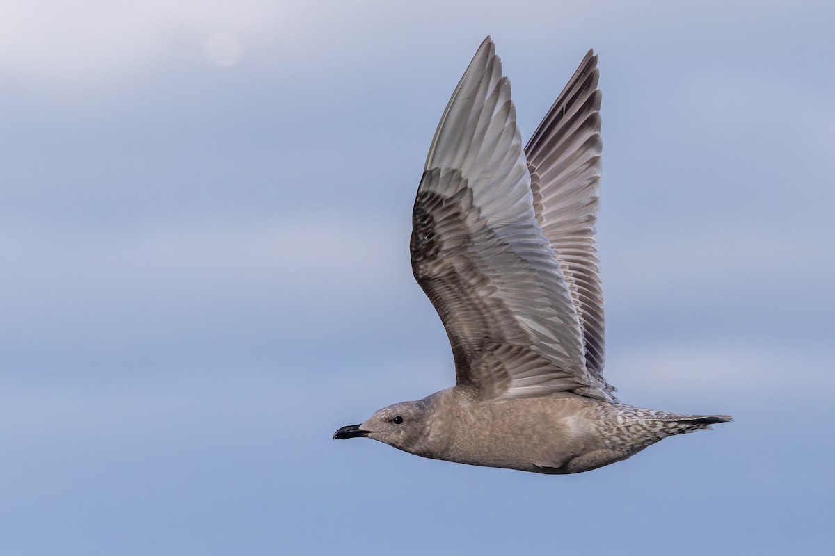 Iceland Gull (Thayer's) - ML629343027