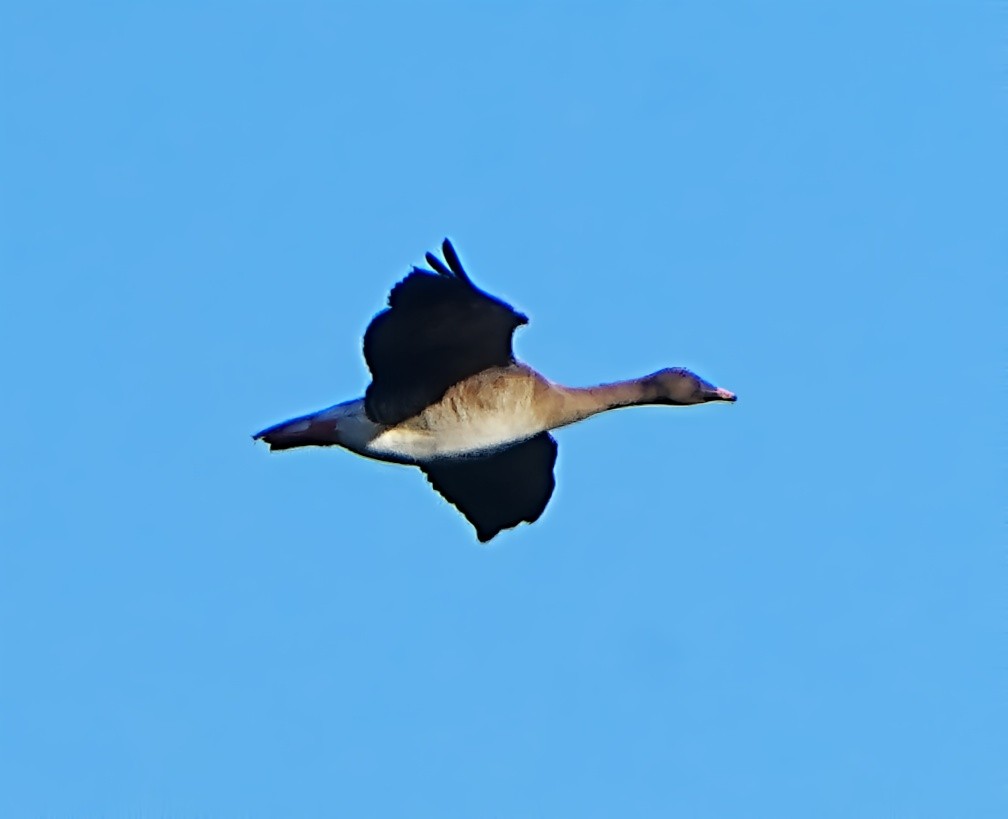 Taiga Bean-Goose - ML629343073