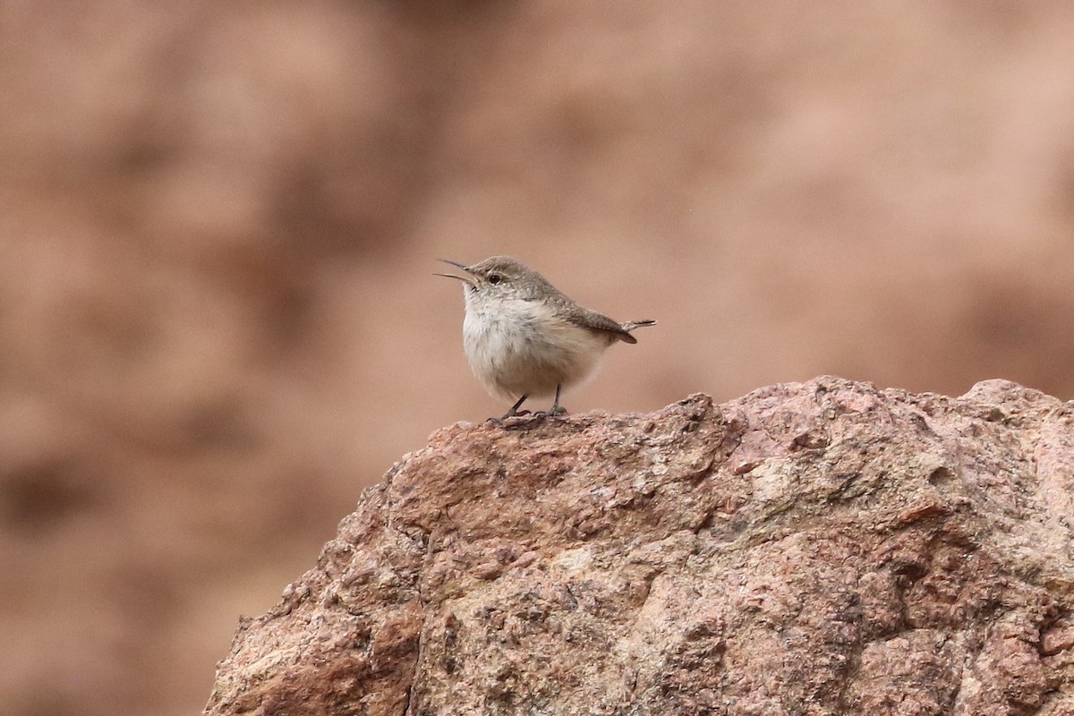 Rock Wren - ML629343173