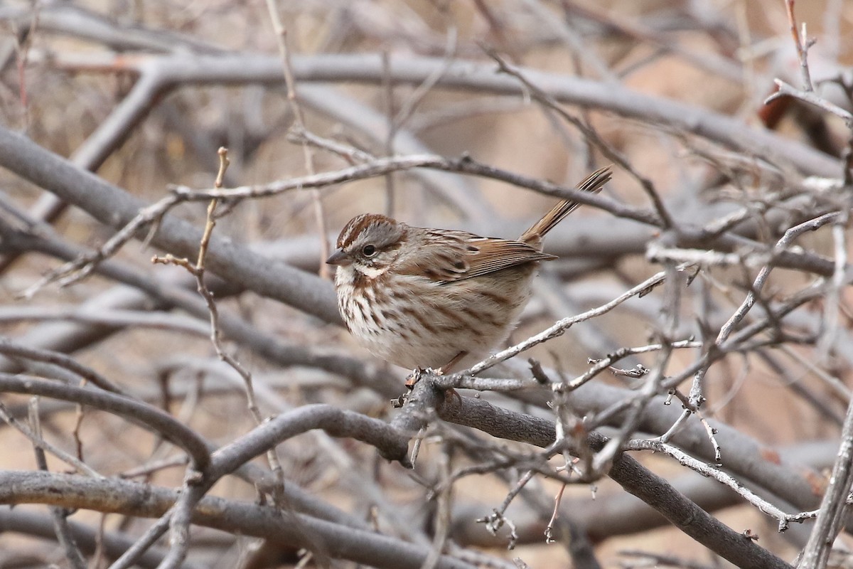 Song Sparrow - ML629343192