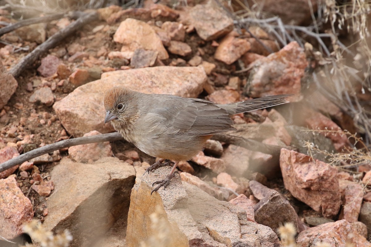 Canyon Towhee - ML629343215