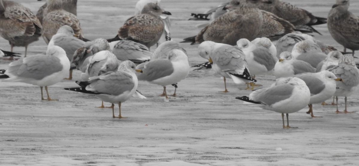 Ring-billed Gull - ML629343225