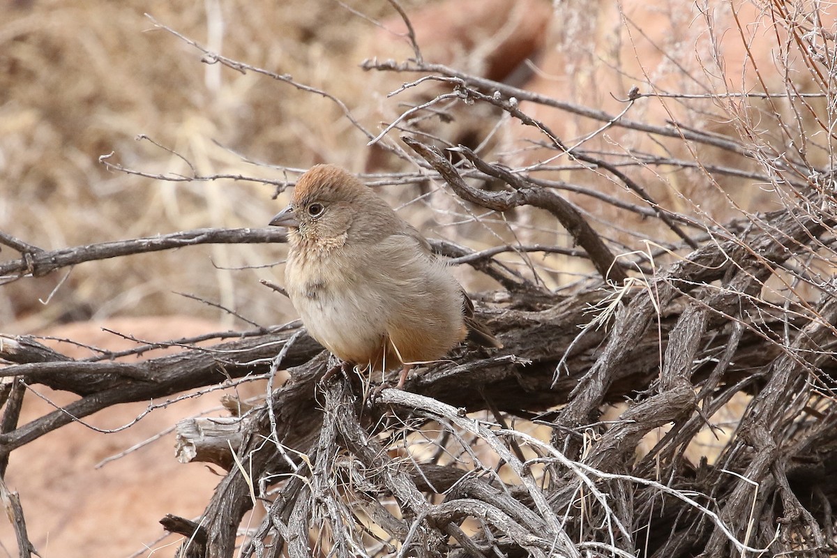 Canyon Towhee - ML629343226