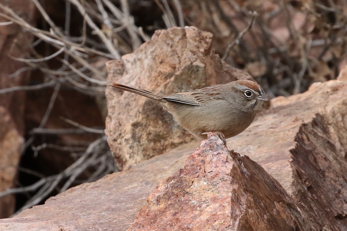 Rufous-crowned Sparrow - ML629343240