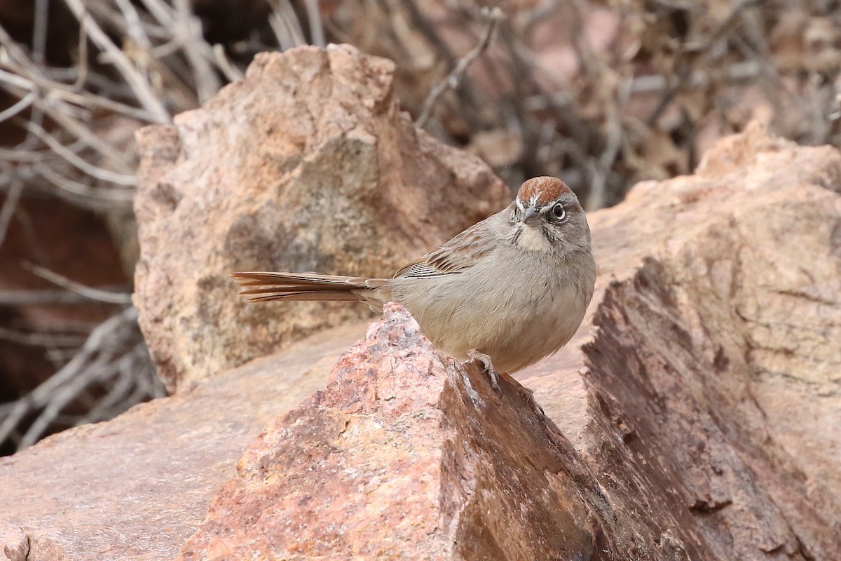Rufous-crowned Sparrow - ML629343315
