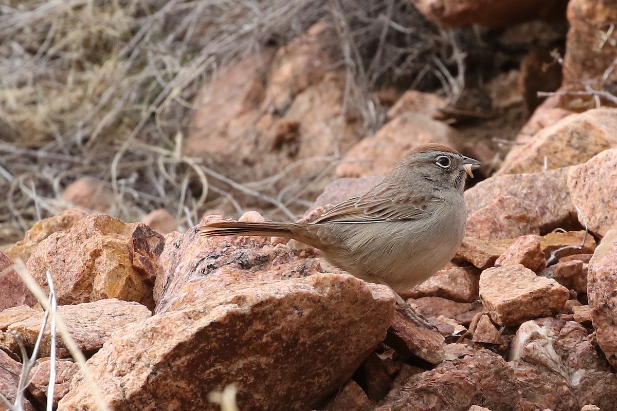 Rufous-crowned Sparrow - ML629343324
