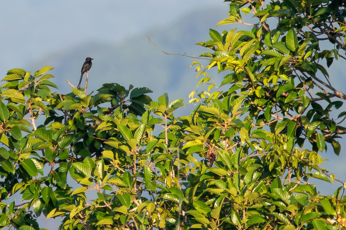 Andaman Drongosu - ML629343326
