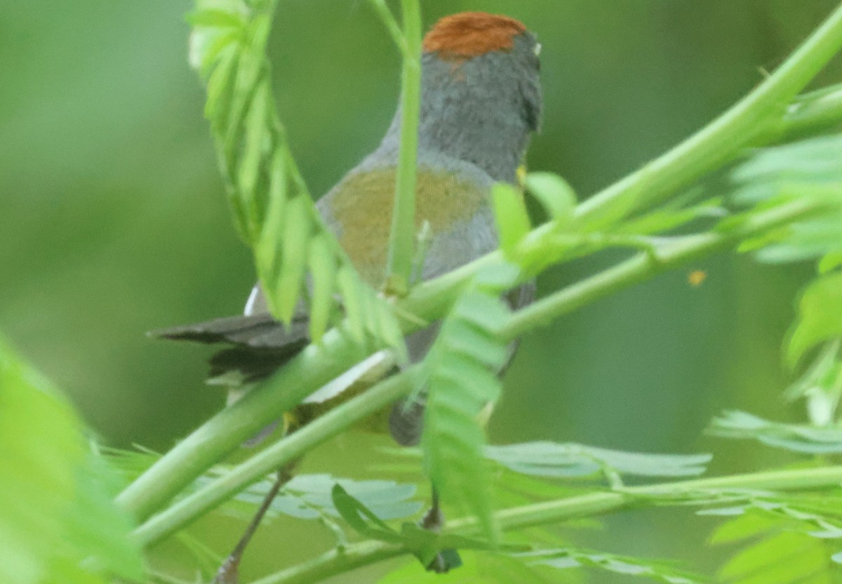 Brown-capped Redstart - ML629343338