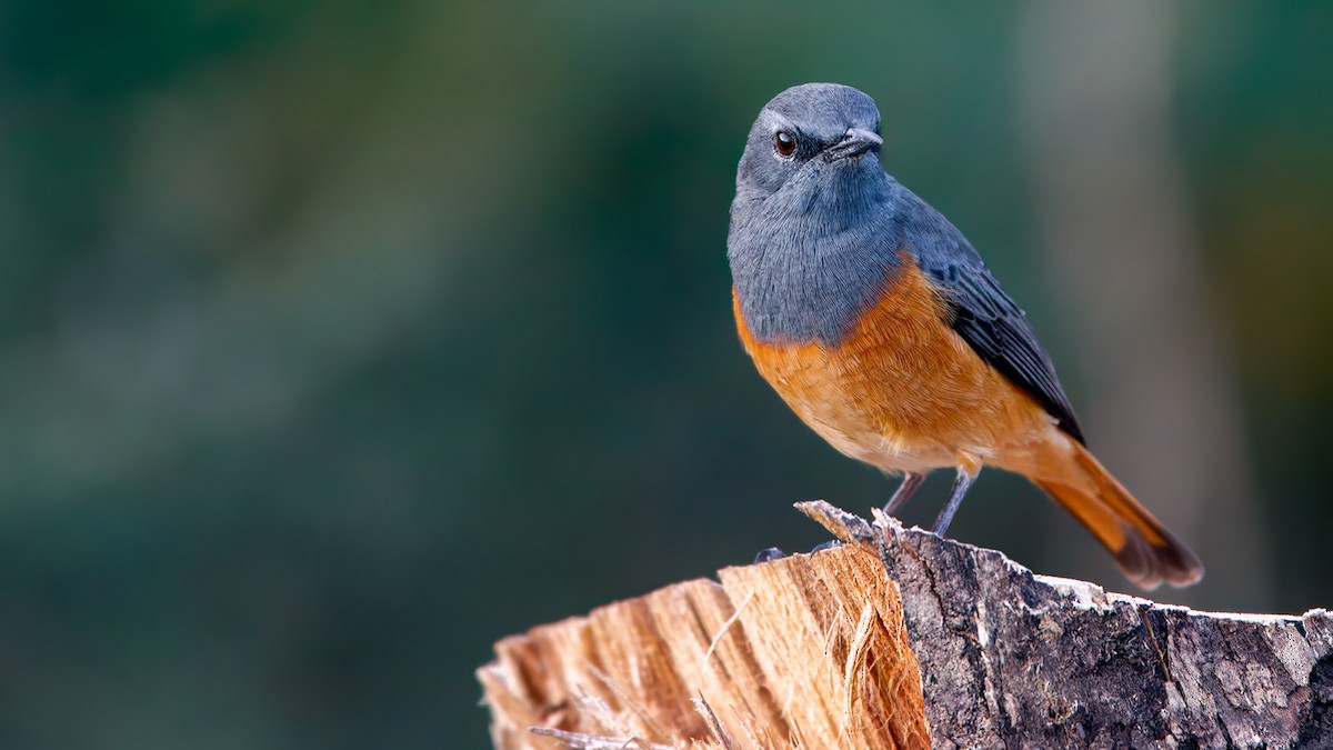 Little Rock-Thrush - ML629343388