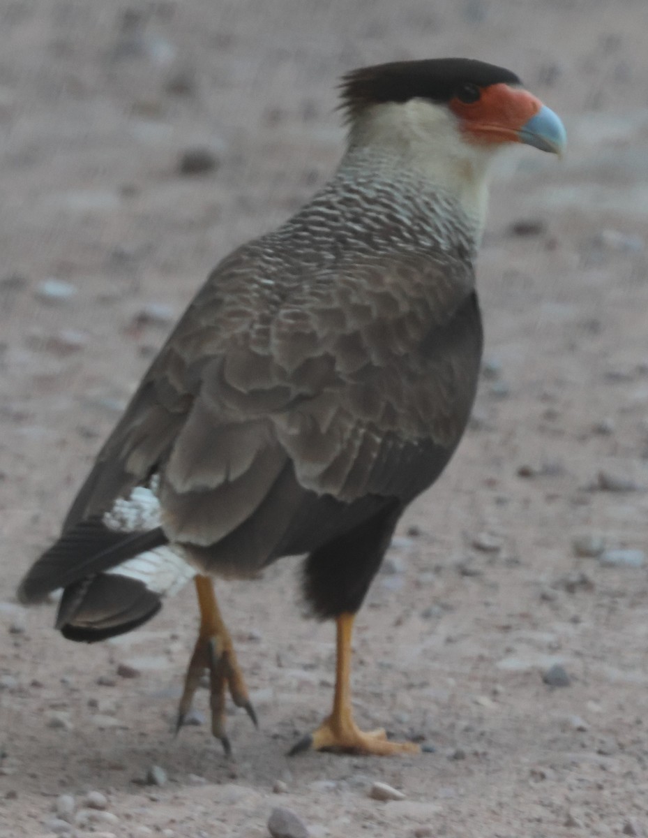 Crested Caracara (Southern) - ML629343399