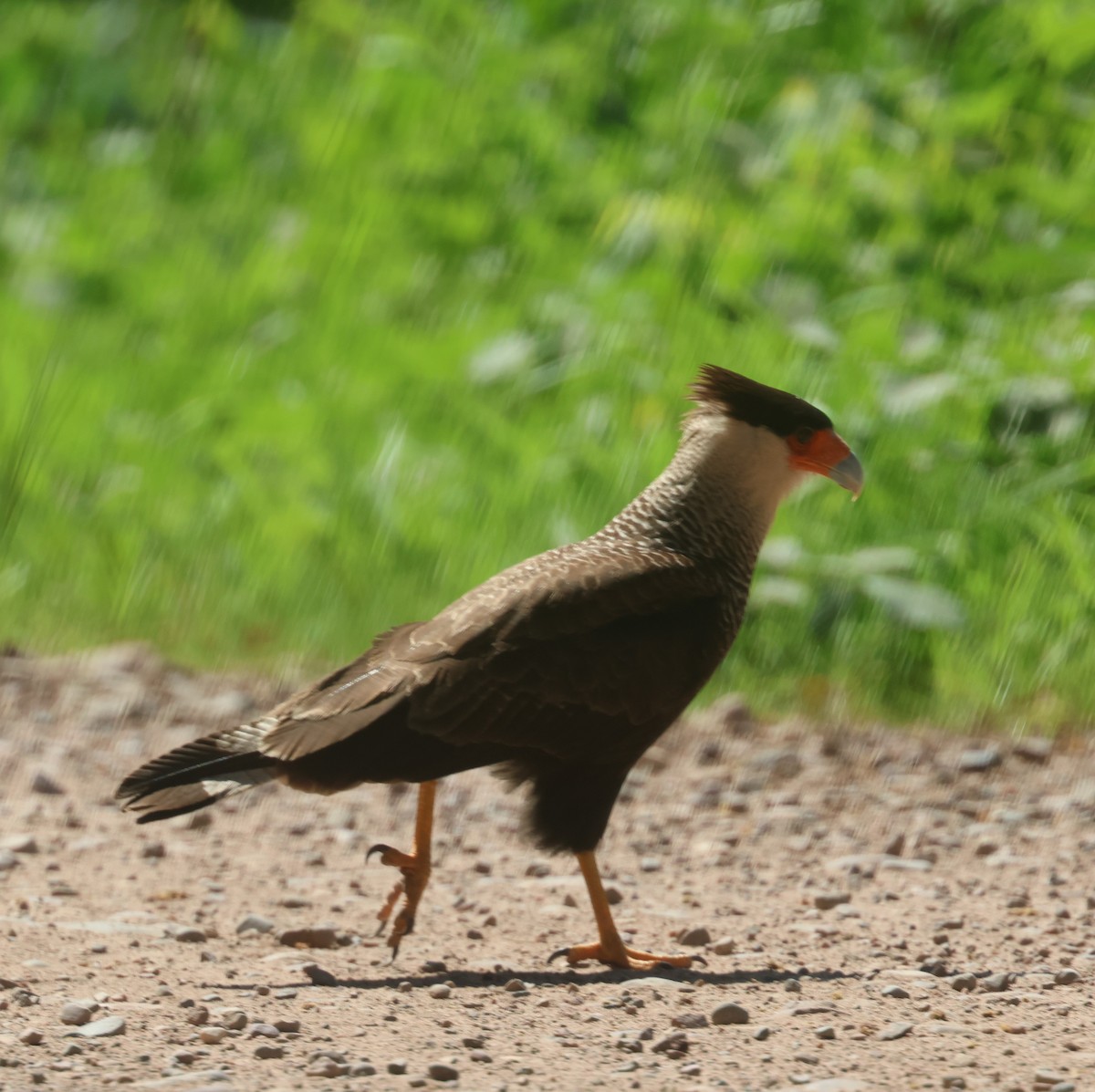 Crested Caracara (Southern) - ML629343400