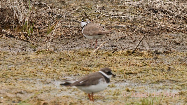 Little Ringed Plover - ML629343751