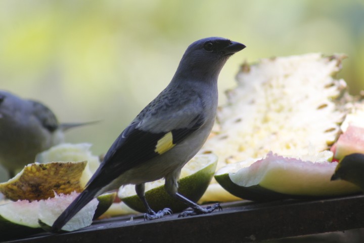 Yellow-winged Tanager - ML629343788