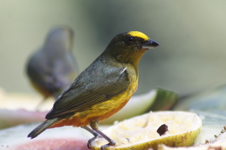 Olive-backed Euphonia - ML629343819