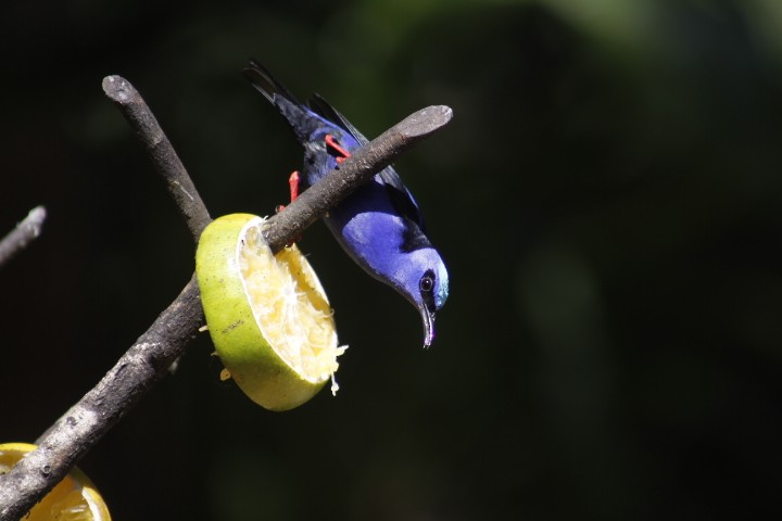 Red-legged Honeycreeper - ML629343868