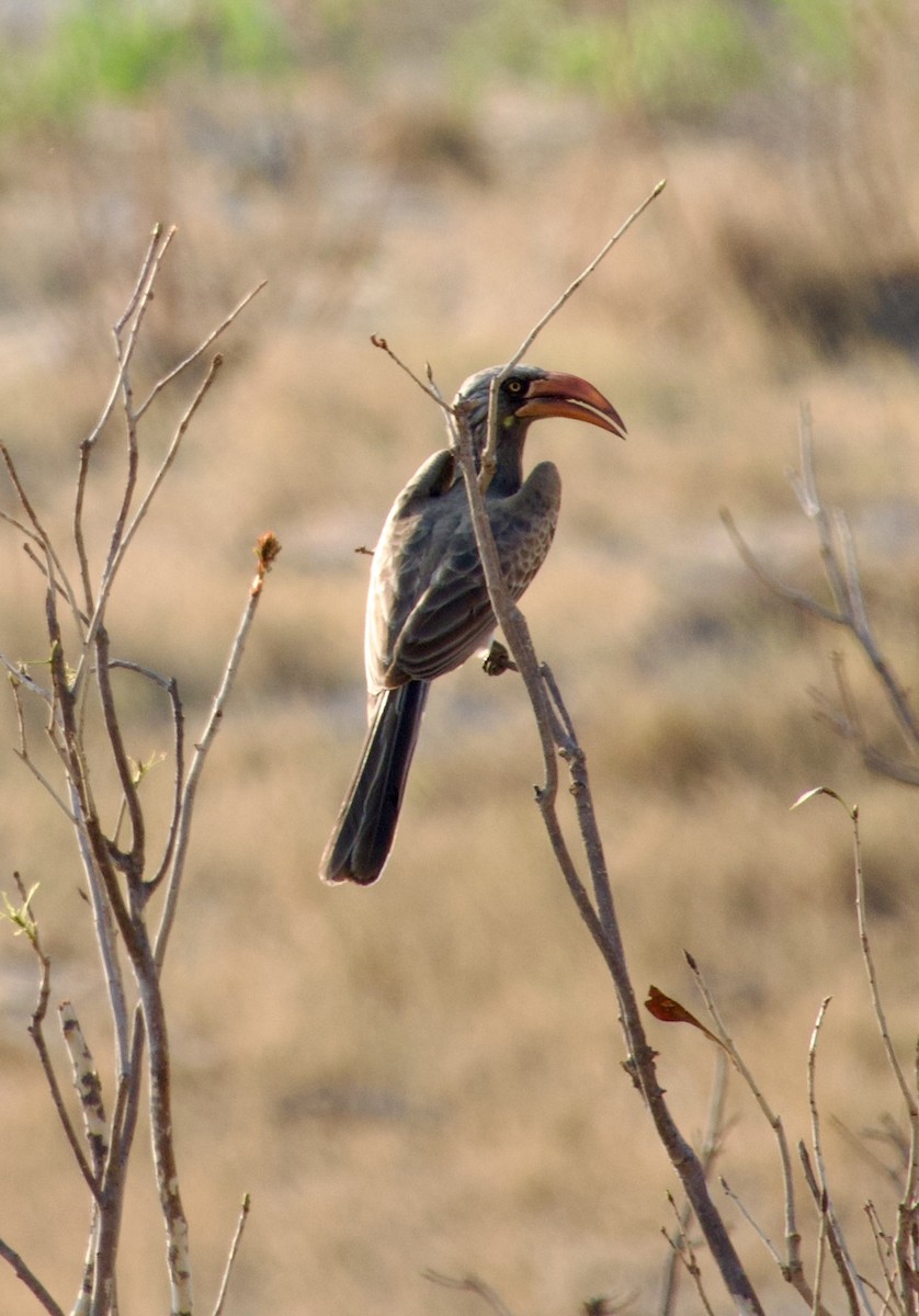 Bradfield's Hornbill - ML629343924