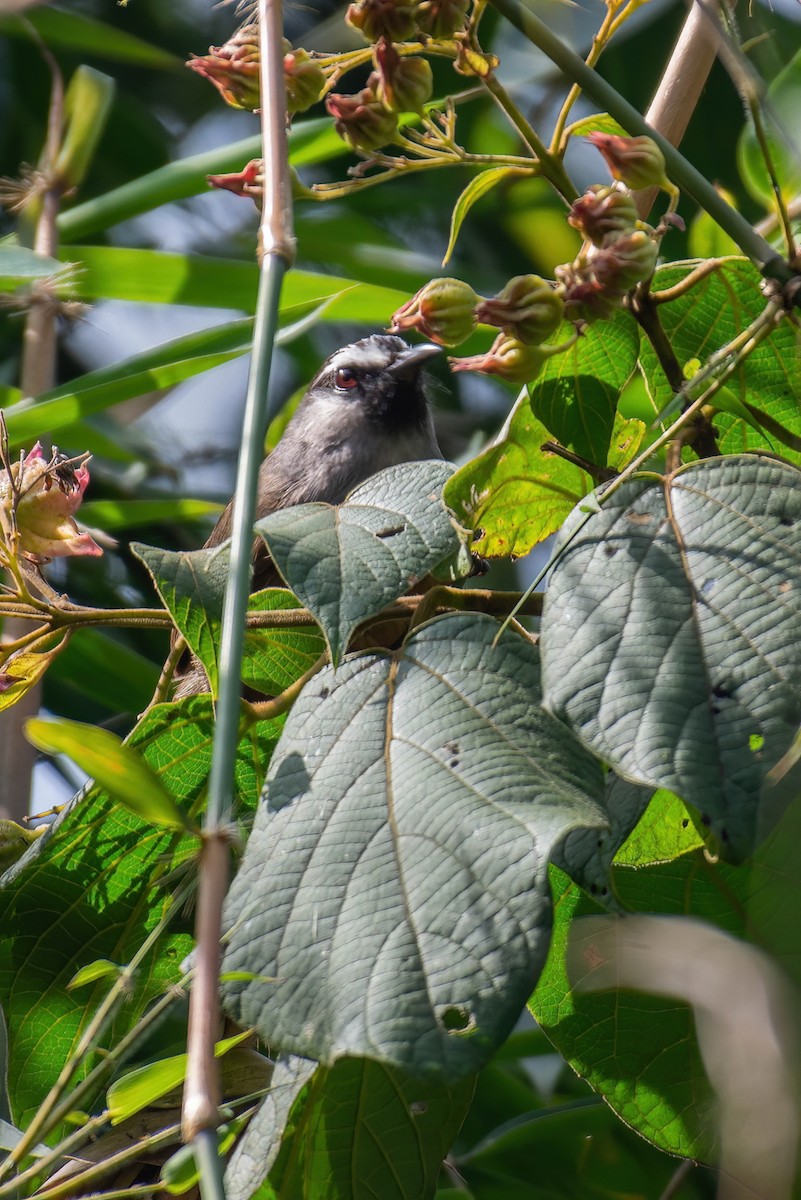 Banasura Laughingthrush - ML629344028