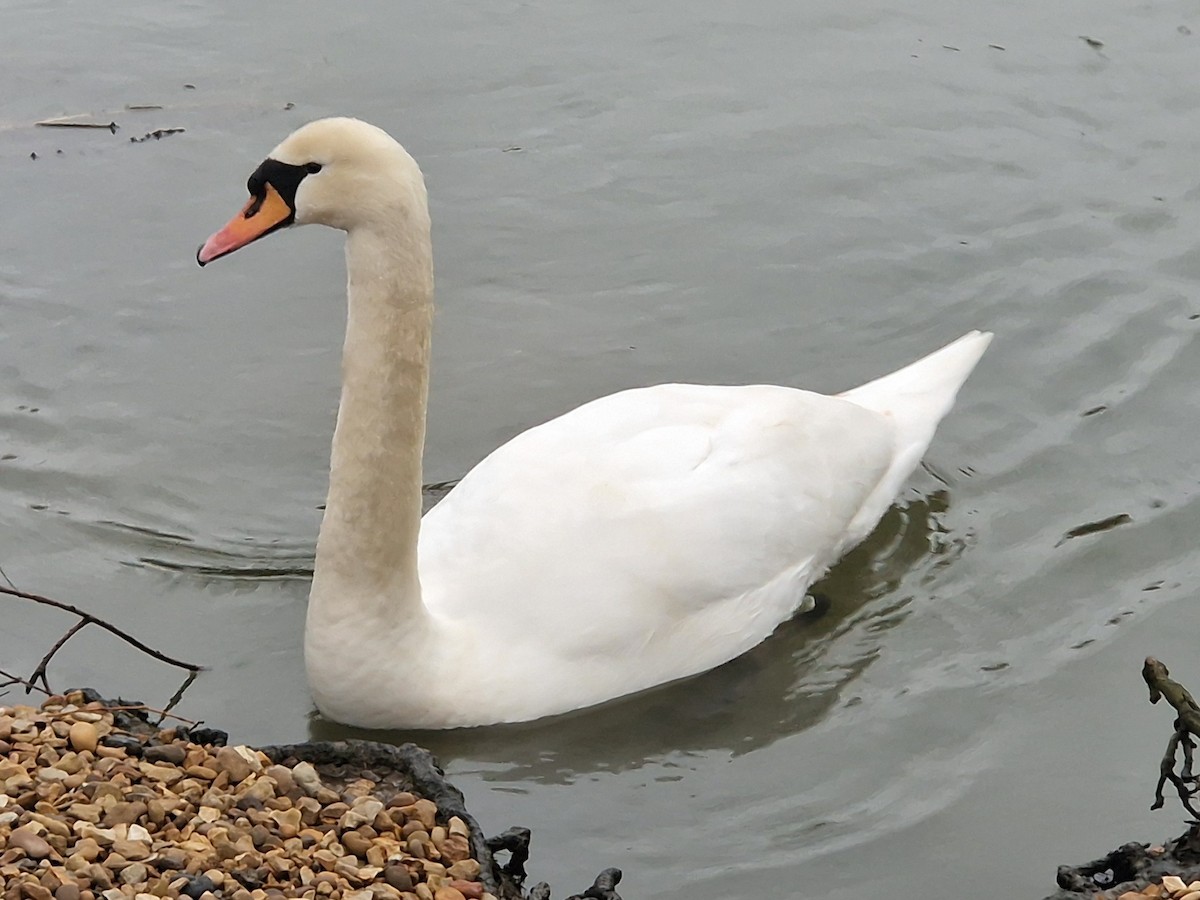 Mute Swan - ML629344116