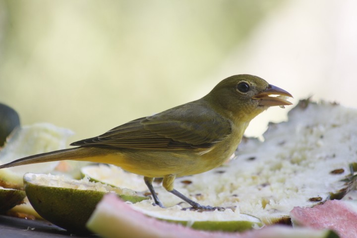 להבית אדומה - ML629344121