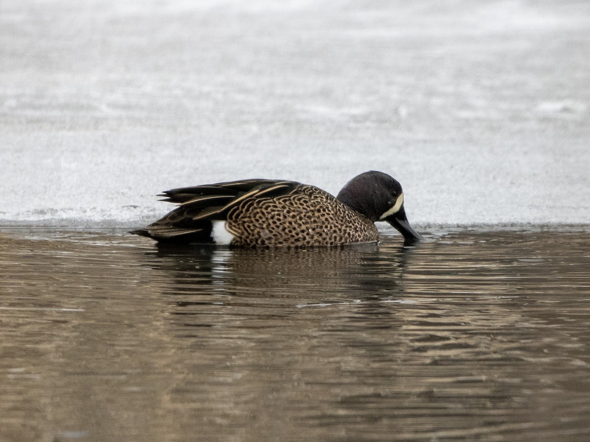 Blue-winged Teal - ML629344735