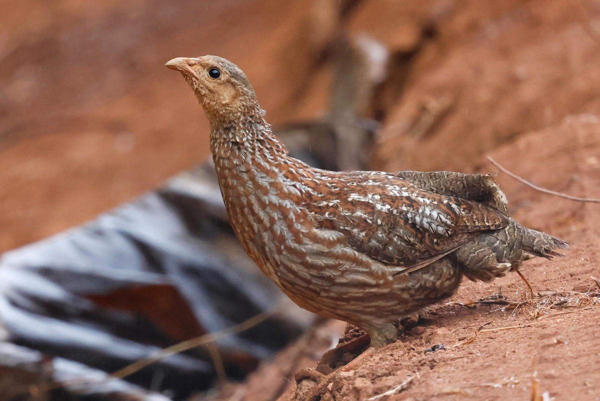 Gray-striped Spurfowl - ML629344759