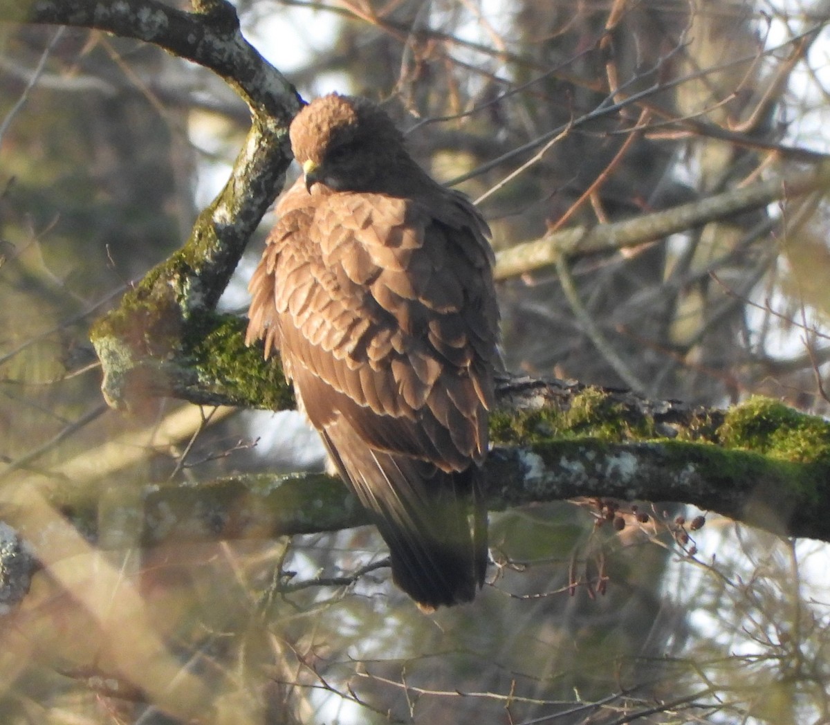 Common Buzzard - ML629345148