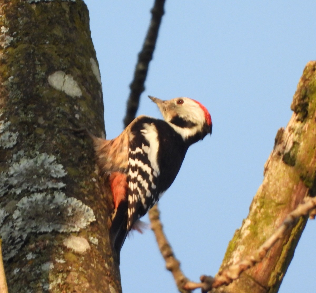 Middle Spotted Woodpecker - ML629345167
