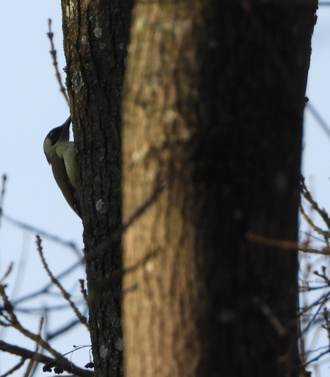 Eurasian Green Woodpecker - ML629345196