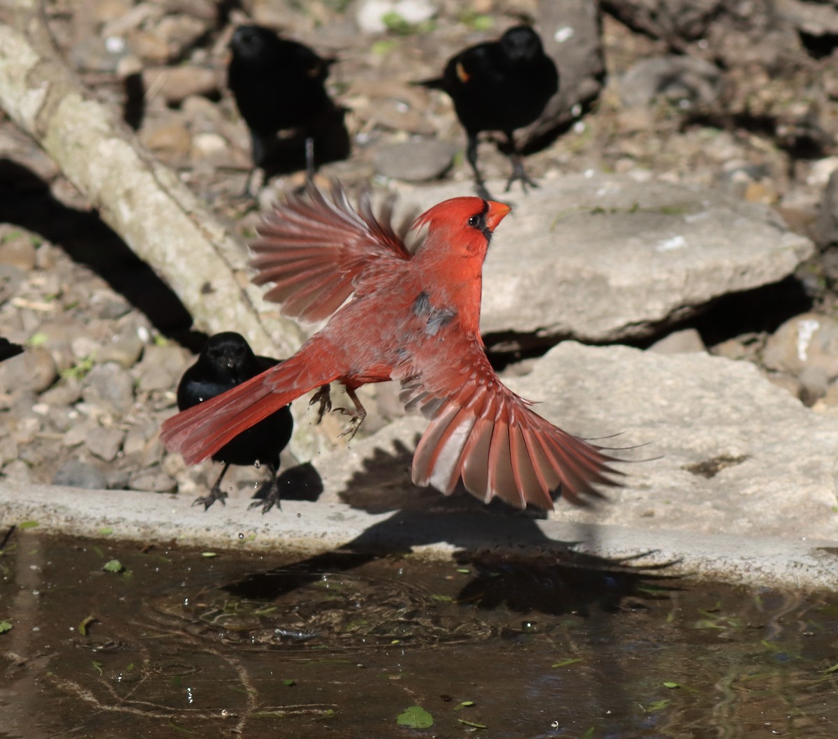 Northern Cardinal - ML629345277