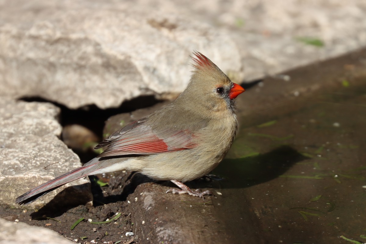 Northern Cardinal - ML629345310