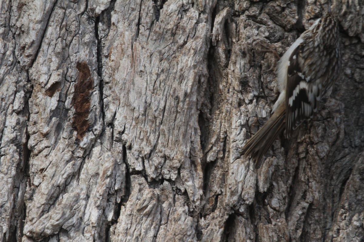 Brown Creeper - ML629345481
