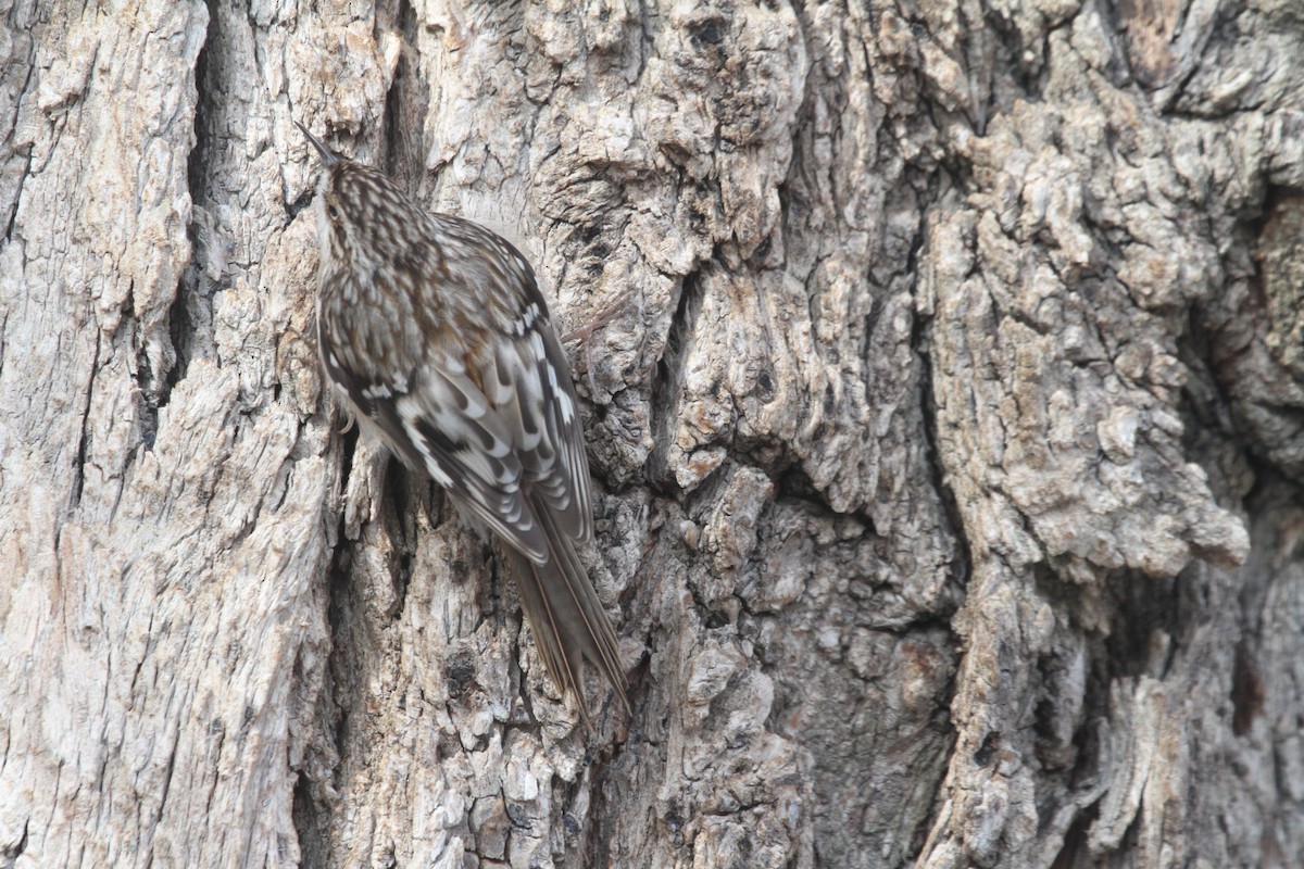 Brown Creeper - ML629345482