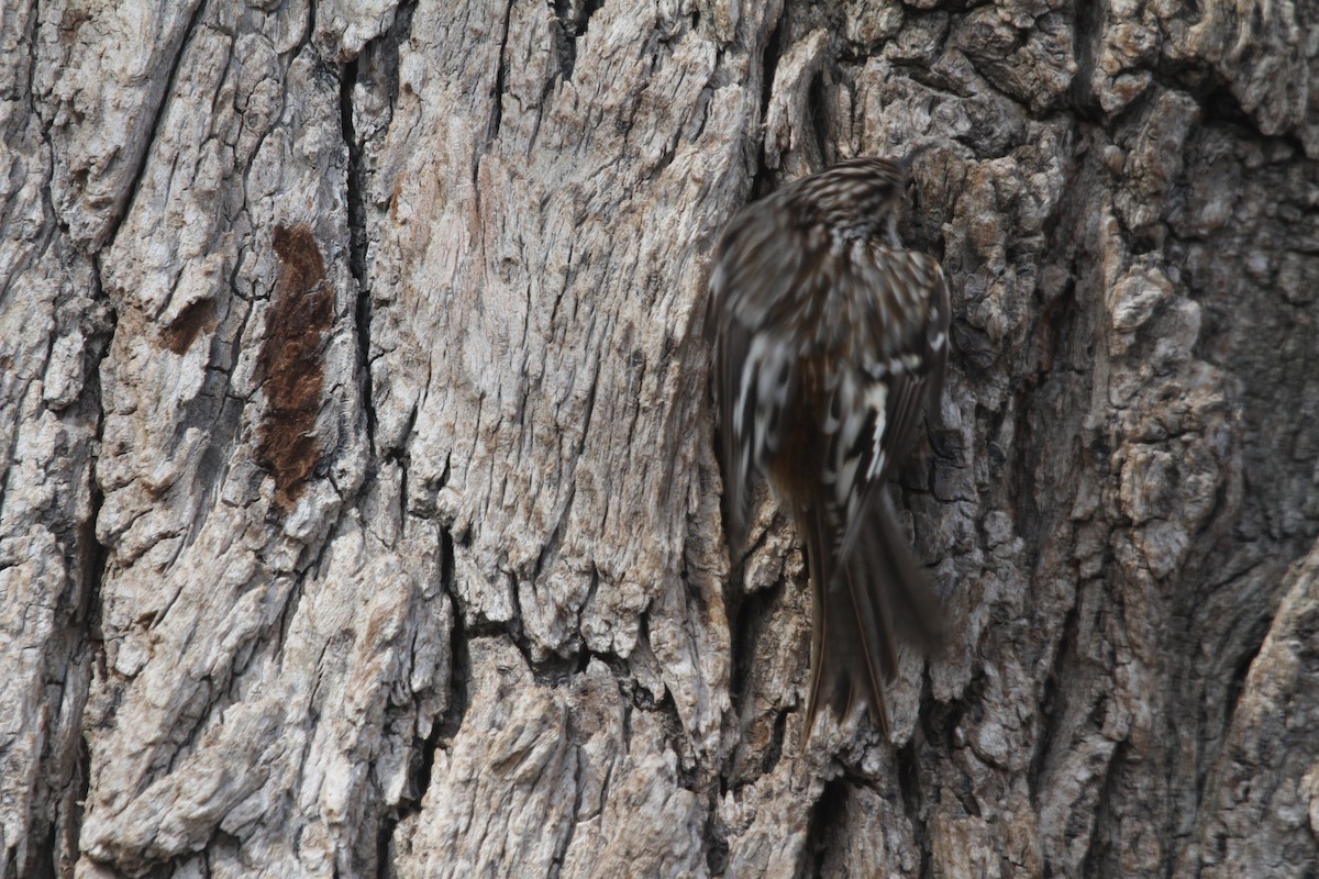 Brown Creeper - ML629345483