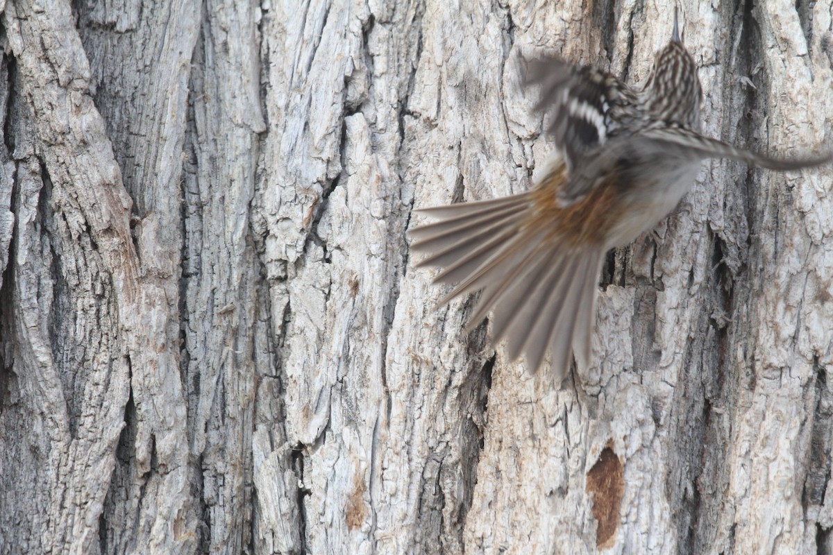 Brown Creeper - ML629345484