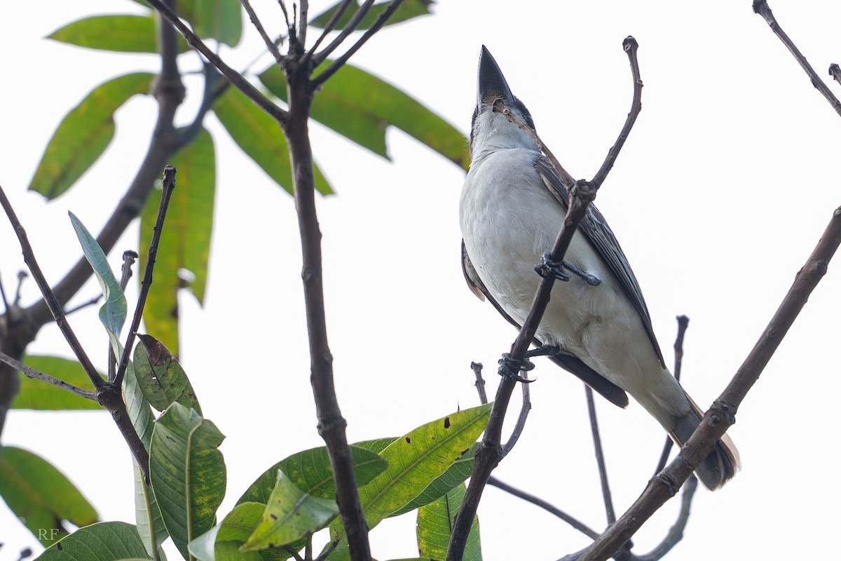 Giant Kingbird - ML629345500