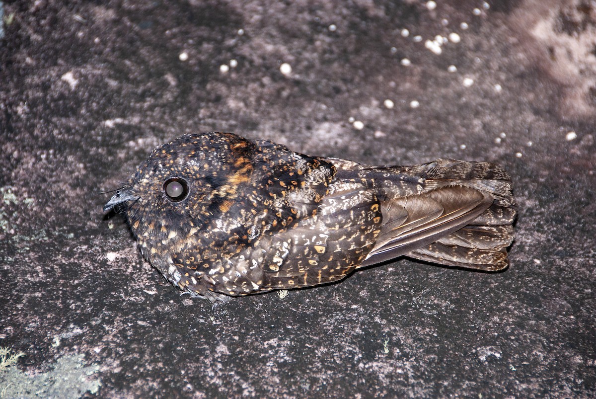 Band-winged Nightjar - ML629345680