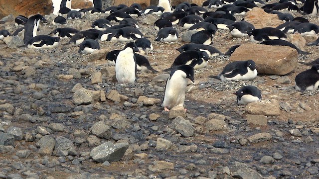 Adelie Penguin - ML629345707
