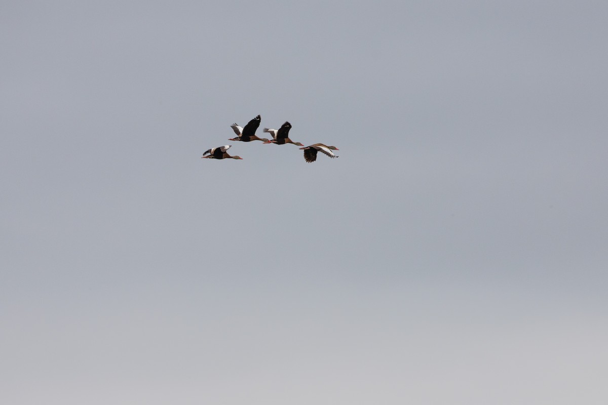 Black-bellied Whistling-Duck - ML629346100