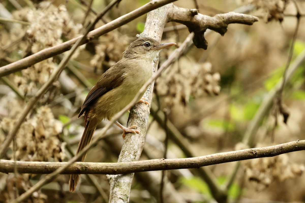 Pale-olive Greenbul - ML629346195