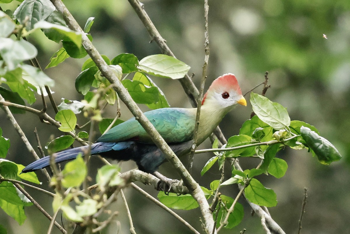 Red-crested Turaco - ML629346355